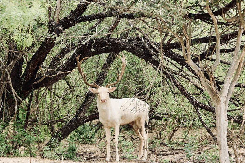 Photo 27 of 141 Villareal Road
